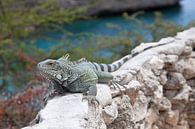 Leguan von Johann van der Geest Miniaturansicht