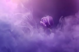Purple tulip in dreamy mist by Art & Soul Creations