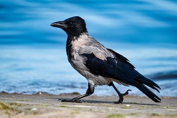 Een kraai met een kap op het strand van Ahlbeck aan de Oostzee van Andreas Völkel