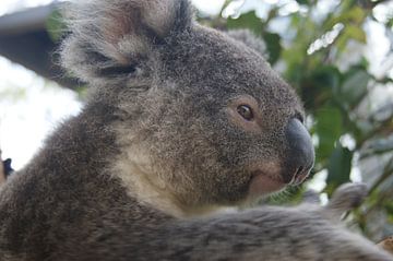Koala Beer Close-Up