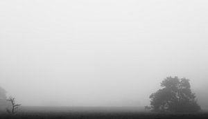 Mistige ochtend op de Veluwe van Dennie Jolink