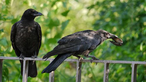 Krähen im Alsterpark