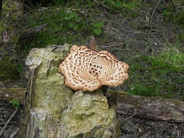 zwammen ( schimmels) van Ingrid Van Maurik