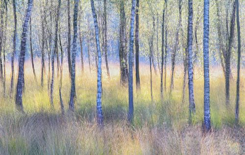 Berken in beweging