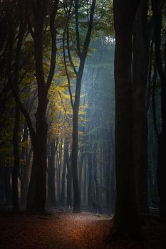 Herbstlandschaft auf der Veluwe