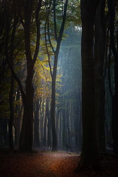 Herbstlandschaft auf der Veluwe von Erwin Stevens