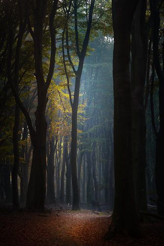 Herbstlandschaft auf der Veluwe von Erwin Stevens