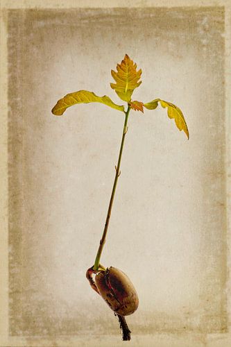 Botanische Zeichnung einer keimenden Eichel