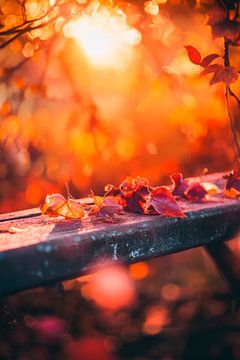 Autumnal light on a bench by Poster Art Shop
