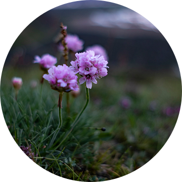 Bloemen uit IJsland, bij Landmannalaugar. van Geerke Burgers