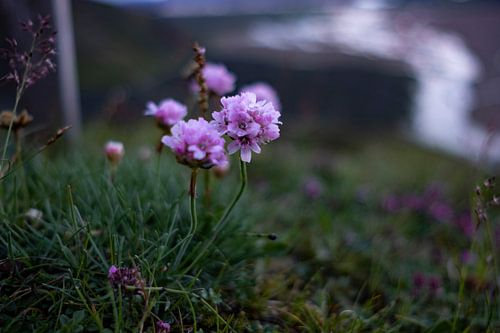 Fleurs d'Islande, à Landmannalaugar.