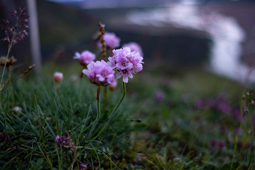 Blumen aus Island, in Landmannalaugar. von Geerke Burgers