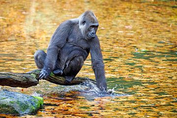 Westlicher Flachlandgorilla von Edwin Butter