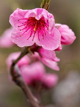 Rosa Blüte von Rob Boon