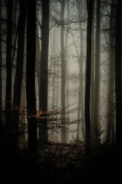 Misty woods van Peter Lambrichs