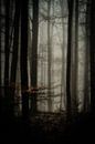 Misty woods par Peter Lambrichs Aperçu
