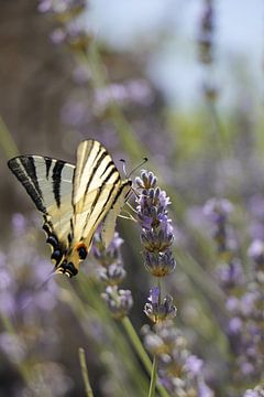 Koningspage vlinder van Christel Smits