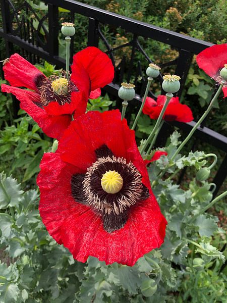 Poppy par tania mol