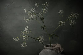 Ever-Blooming Cow Parsley by Mayra Fotografie