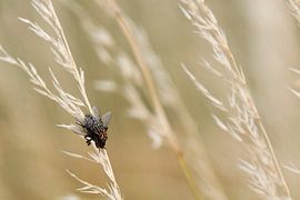 Superimposed by Roland Sloots