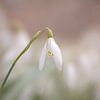 Schneeglöckchen von Johan Honders