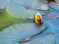 Waterlily