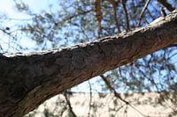 Lonely tree in the Veluwe.
