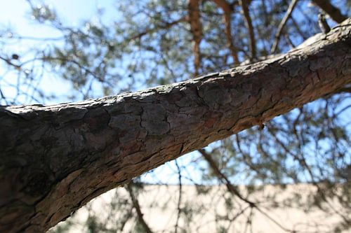 Lonely tree in the Veluwe.
