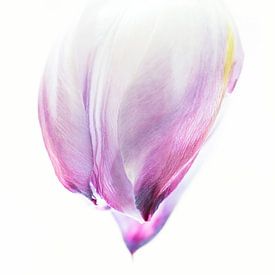 Het paarse lied van de Tulp van Bloemportret