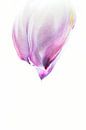 Das lila Lied der Tulpe von Bloemportret Miniaturansicht