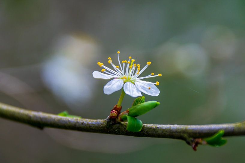 Fleur sur une branche d&#039;arbre. par Jurjen Jan Snikkenburg