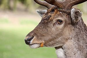 do you have carrots? van Meleah Fotografie