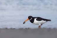Oystercatcher with fresh catch by Piet Hein Schuijff thumbnail