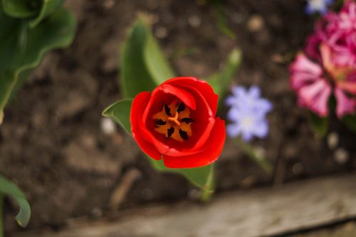 Rode tulp van boven