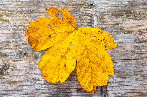 Autumn leaf with a heart