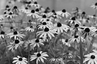 Bloemen in zwart-wit von Anita van Hengel Miniaturansicht