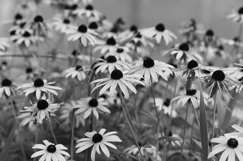 Bloemen in zwart-wit