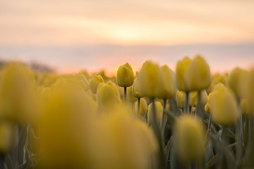 Der Gelbe von Max ter Burg Fotografie