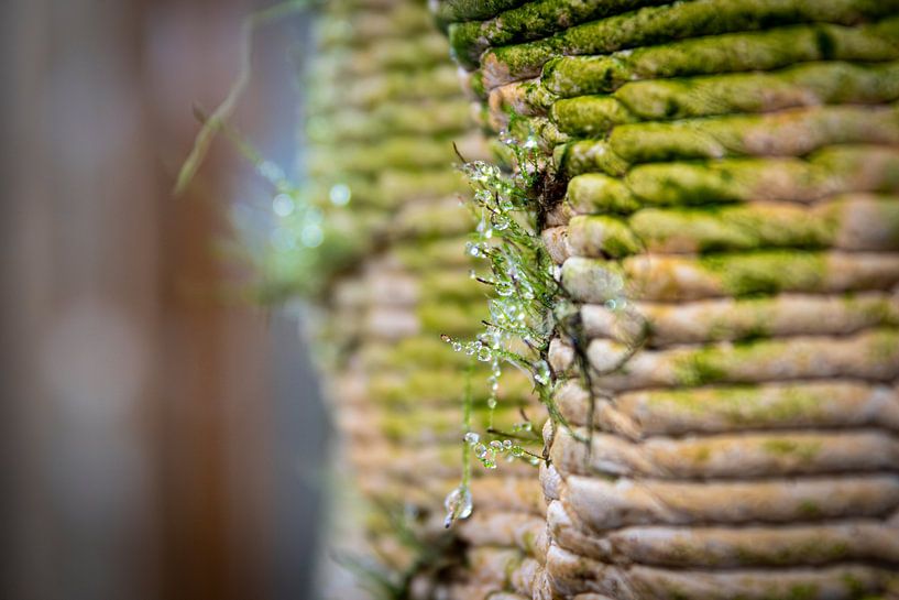 DewDrop Dance von Urban Reef