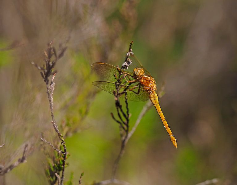Heidelibel by Alex Davidse