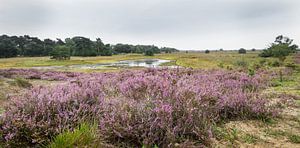 Heide landschap van Hennie Zeij