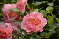 Rosa Rosenblüten mit Regentropfen