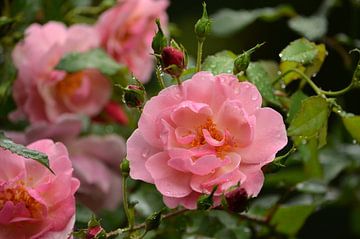 Roze rozenblaadjes met regendruppels van Iris Heuer