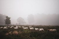 Wolfhezer heath part 8