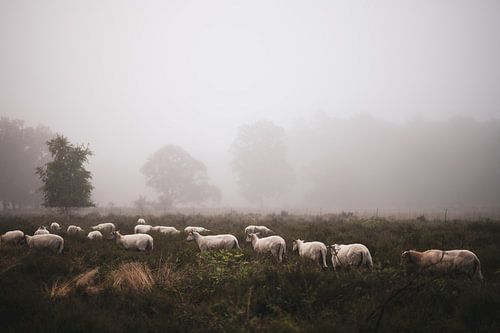 Wolfhezer heide part 8