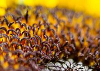 Tournesol