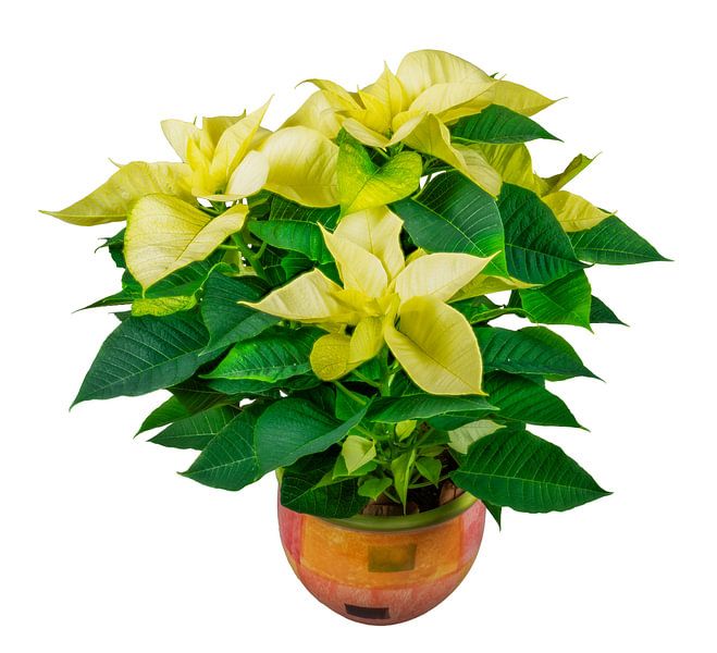 Poinsettia on a white background by ManfredFotos