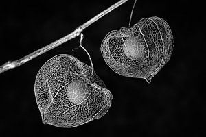 Physalis (black-and-white) von Orangefield-images