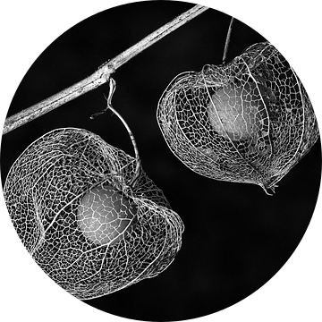 Physalis (zwart-wit) van Orangefield-images