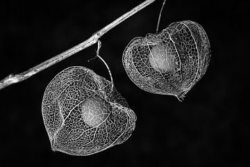 Physalis (zwart-wit) van Orangefield-images